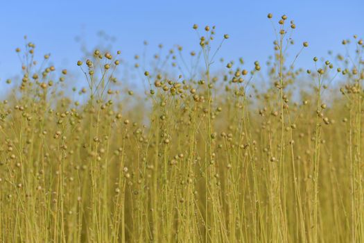 Dry flax on a field in Normandy France