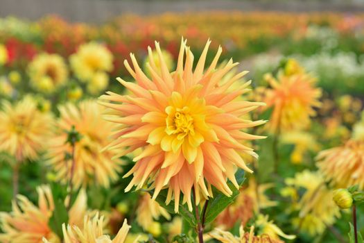 Field of dahlia yellow and orange flowers Closeup