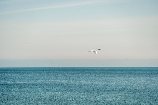 Seagulls flying in sunset sky. A flock of the seagull birds flies under a dark sky after sunset, over the sea along the rocky coast. Freedom concept