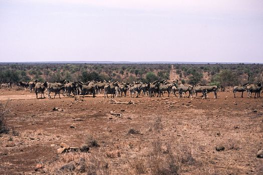 Plains Zebra (Equus burchellii), Kruger National Park, Mpumalanga, South Africa