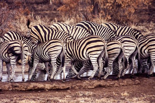 Plains Zebra (Equus burchellii), Kruger National Park, Mpumalanga, South Africa