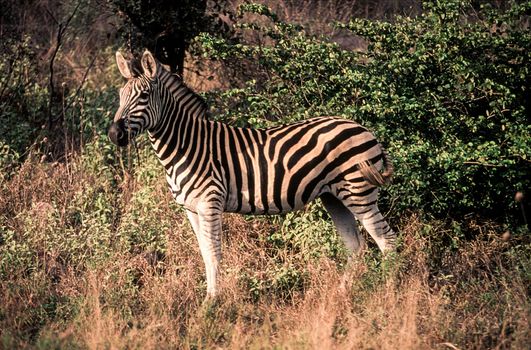 Plains Zebra (Equus burchellii), Kruger National Park, Mpumalanga, South Africa