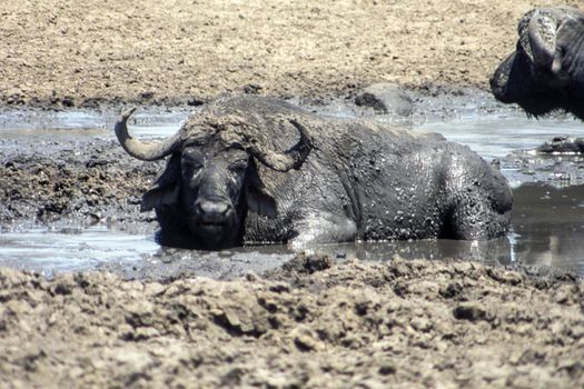 Buffalo (Syncerus caffer), Kruger National Park, Mpumalanga, South Africa