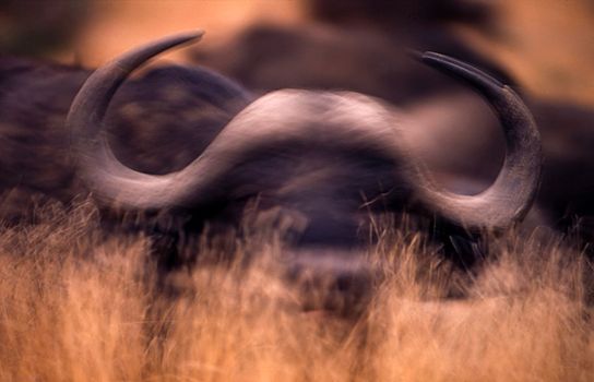Buffalo (Syncerus caffer), Kruger National Park, Mpumalanga, South Africa