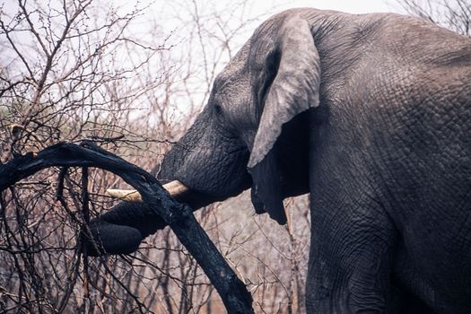 Elephant (Loxodonta africana), Kruger National Park, Mpumalanga, South Africa