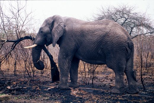Elephant (Loxodonta africana), Kruger National Park, Mpumalanga, South Africa