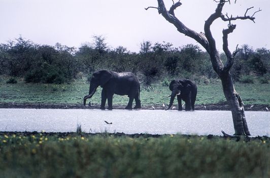 Elephant (Loxodonta africana), Kruger National Park, Mpumalanga, South Africa