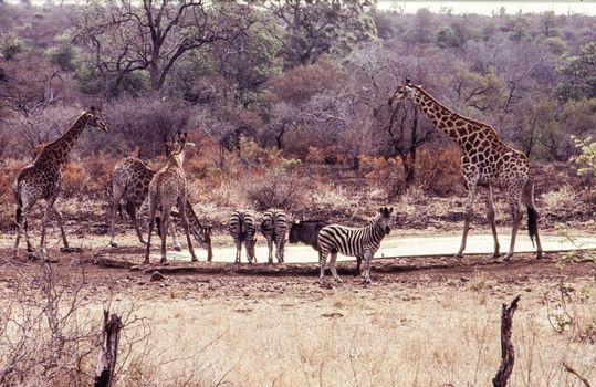 Giraffe (Giraffa camelopardalis), Kruger National Park, Mpumalanga, South Africa
