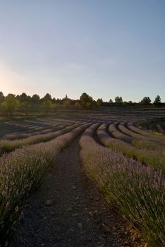 A lavender field in bloom on a sunny day. Straight lines, perpendicular and parallel lines, vanishing lines, trees. Colour, violet, smell,