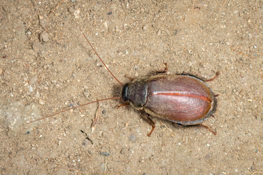 Image of Diploptera punctata or the Pacific beetle cockroach. Insect. Animal.