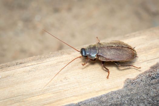 Image of Diploptera punctata or the Pacific beetle cockroach. Insect. Animal.