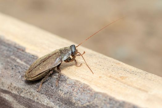 Image of Diploptera punctata or the Pacific beetle cockroach. Insect. Animal.