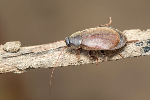 Image of Diploptera punctata or the Pacific beetle cockroach. Insect. Animal.