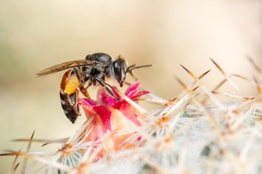 Image of little bee or dwarf bee(apis florea) on pink flower collects nectar. Insect. Animal.