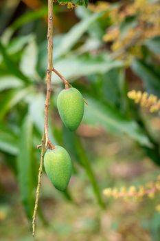 Image of Fresh mangoes from growing trees on natural background. Fruit.
