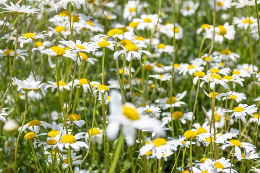 Field of daisies.White camomilles. Nature. Summer flowers.