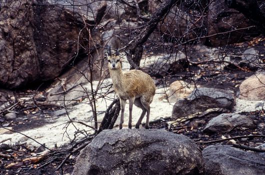 Klipspringer (Oreotragus oreotragus), Kruger National Park, Mpumalanga, South Africa