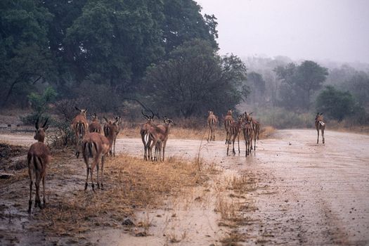 Impala (Aepyceros melampus), Kruger National Park, Mpumalanga, South Africa
