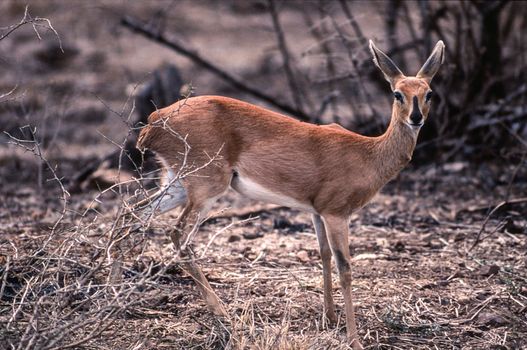 Steenbok (Raphicerus campestris), Kruger National Park, Mpumalanga, South Africa
