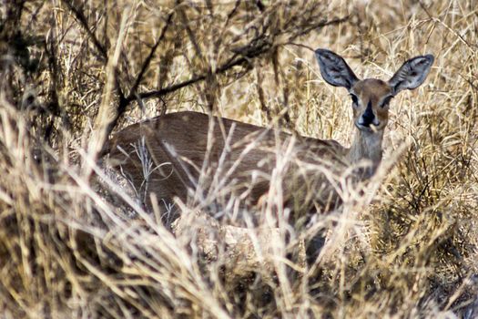 Steenbok (Raphicerus campestris), Kruger National Park, Mpumalanga, South Africa