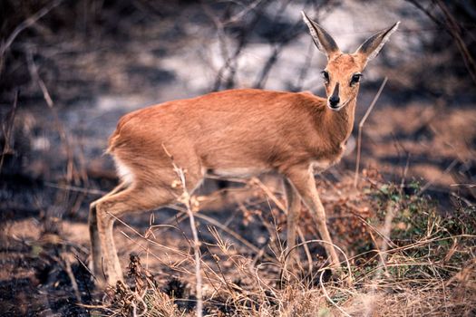 Steenbok (Raphicerus campestris), Kruger National Park, Mpumalanga, South Africa