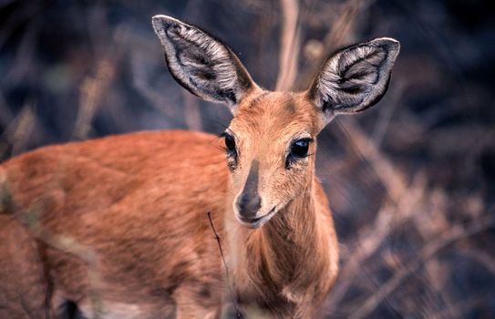 Steenbok (Raphicerus campestris), Kruger National Park, Mpumalanga, South Africa