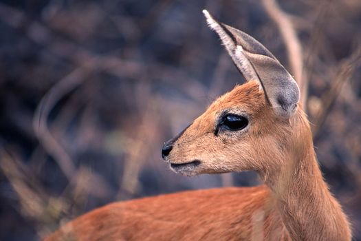Steenbok (Raphicerus campestris), Kruger National Park, Mpumalanga, South Africa