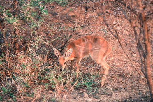 Steenbok (Raphicerus campestris), Kruger National Park, Mpumalanga, South Africa