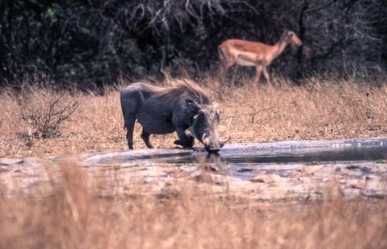 Warthog (Phacochoerus aethiopicus), Kruger National Park, Mpumalanga, South Africa