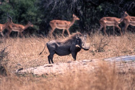Warthog (Phacochoerus aethiopicus), Kruger National Park, Mpumalanga, South Africa
