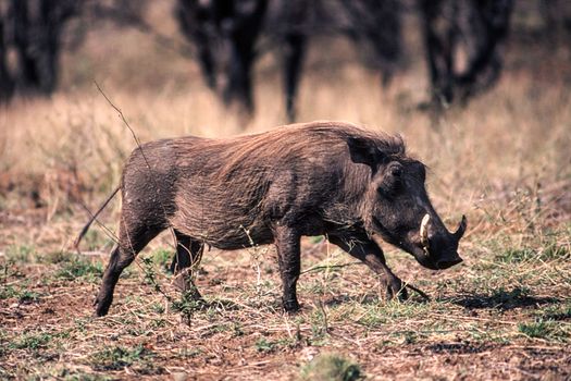 Warthog (Phacochoerus aethiopicus), Kruger National Park, Mpumalanga, South Africa