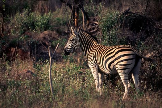 Plains Zebra (Equus burchellii), Kruger National Park, Mpumalanga, South Africa