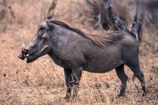 Warthog (Phacochoerus aethiopicus), Kruger National Park, Mpumalanga, South Africa