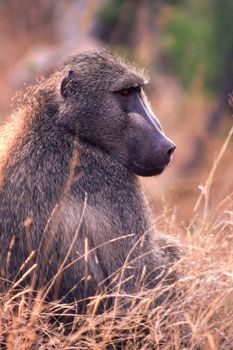 Savanna Baboon (Papio cynocephalus ursinus), Kruger National Park, Mpumalanga, South Africa