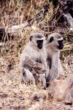Vervet Monkey (Cercopithecus aethiops), Kruger National Park, Mpumalanga, South Africa