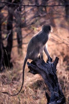 Vervet Monkey (Cercopithecus aethiops), Kruger National Park, Mpumalanga, South Africa
