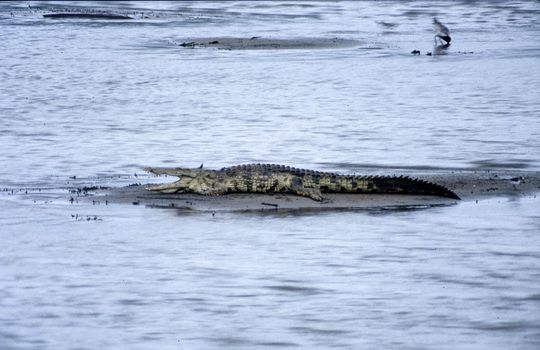Nile Crocodile (Crocodylus niloticus), Kruger National Park, Mpumalanga, South Africa