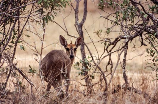 Common Duiker (Sylvicapra grimmia), Kruger National Park, Mpumalanga, South Africa