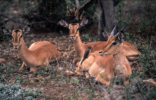 Impala (Aepyceros melampus), Kruger National Park, Mpumalanga, South Africa