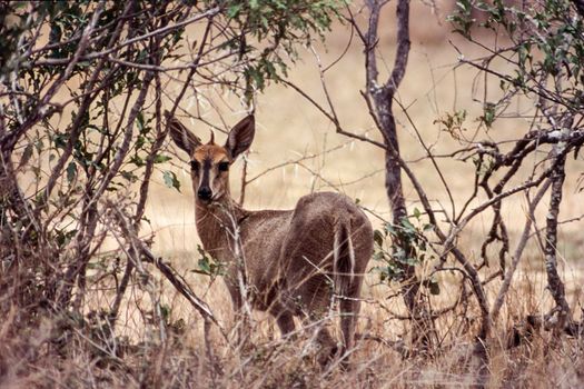 Common Duiker (Sylvicapra grimmia), Kruger National Park, Mpumalanga, South Africa