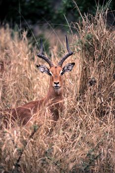 Impala (Aepyceros melampus), Kruger National Park, Mpumalanga, South Africa