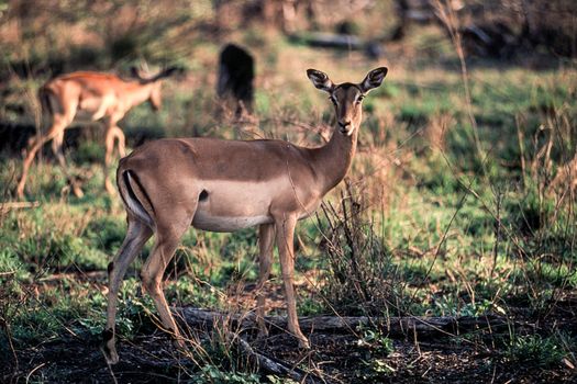 Impala (Aepyceros melampus), Kruger National Park, Mpumalanga, South Africa