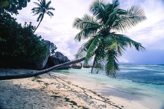 tropical beach with palm trees in Anse Source D'Argent, La Digue island, Seichelles