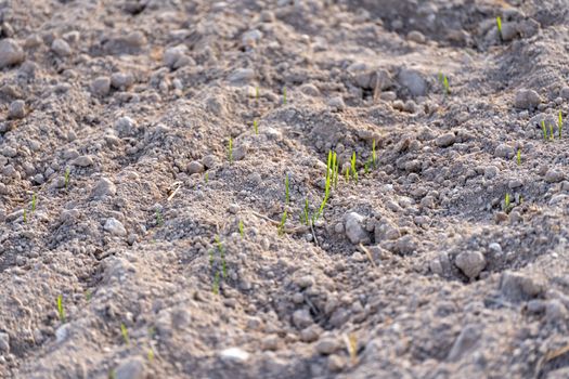 Young plants of winter wheat. Young wheat crop in a field. Field of young wheat, barley, rye. Young green wheat growing in soil