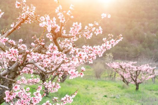 Garden peach flowers. Peach tree with pink flowers on a spring day. The concept of gardening, agriculture