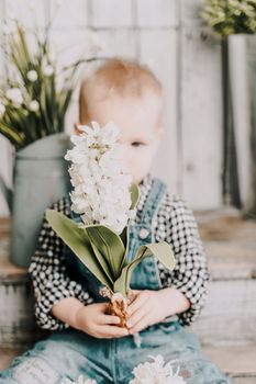 Girl 1 year old. sits holding a white hyacinth with a bulb in her hands, she is dressed in a plaid shirt and denim overalls on a wooden background with green plants in pots