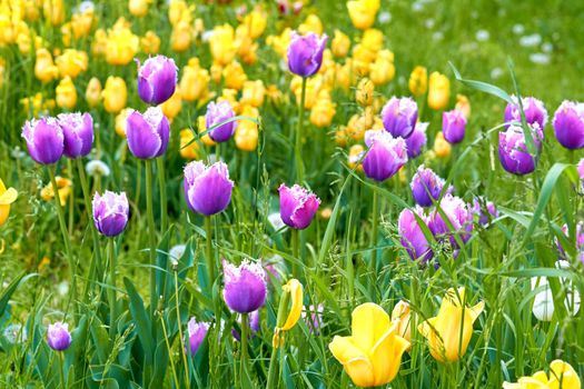 a bulbous spring-flowering plant of the lily family, with boldly colored cup-shaped flowers.