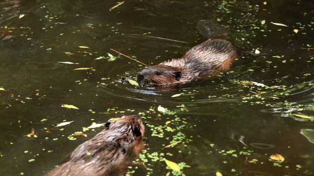 European beaver (Castor fiber) swimming in pond covered with lakes, only wet head visible, another animal swims in opposite direction.
