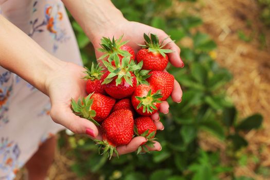 Detail on young woman hands holding freshly picked red ripe strawberries, self picking farm in background.