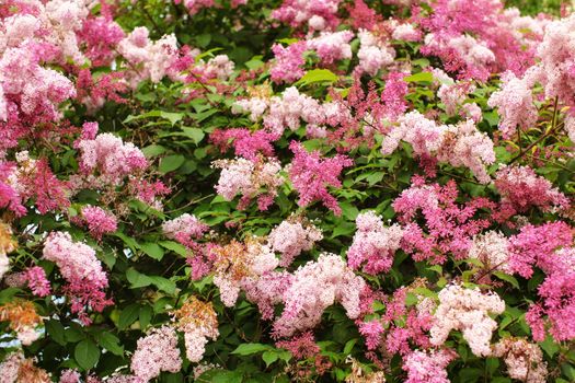 Dwarf Korean Lilac (Syringa meyeri) pink and purple flowers, and green leaves on small bush. Spring nature background.